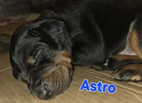 Astro, a male Doberman Pinscher for sale in Dresden, OH – 6 of 7