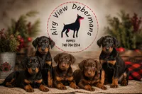 Nova , a female Doberman Pinscher for sale in Dresden, OH – 3 of 7