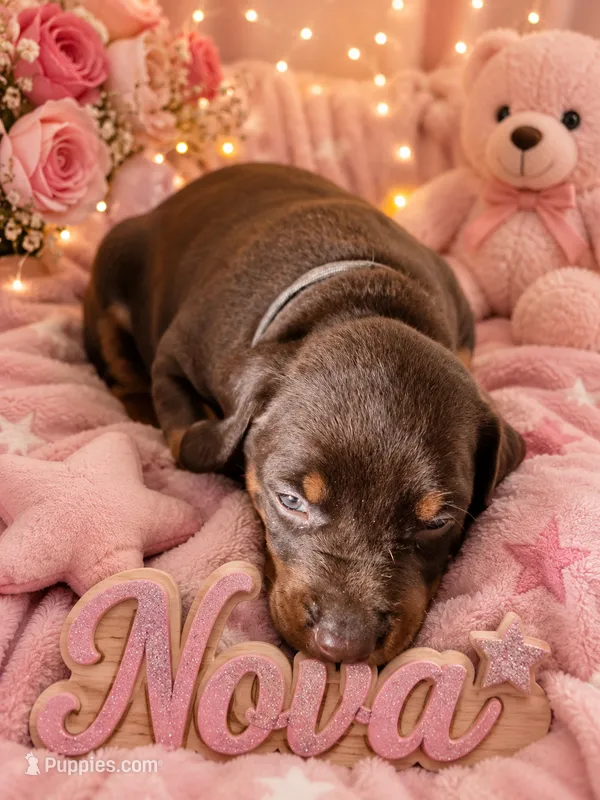 Nova  – Doberman Pinscher puppy for sale in Dresden, OH