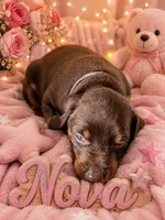 Nova , a female Doberman Pinscher for sale in Dresden, OH – 1 of 7