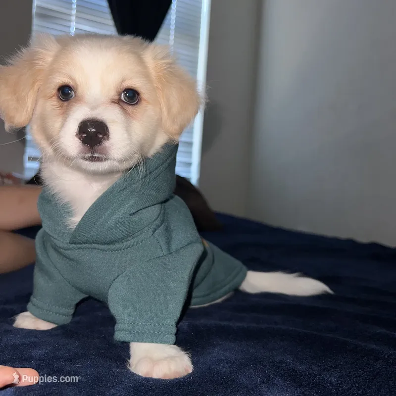 Maltipom mix puppy – Maltese, Pomeranian puppy for sale in San Bernardino, CA