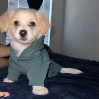 Maltipom mix puppy, a male Maltese and Pomeranian for sale in San Bernardino, CA – 1 of 6
