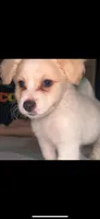 Maltipom mix puppy, a male Maltese and Pomeranian for sale in San Bernardino, CA – 6 of 6