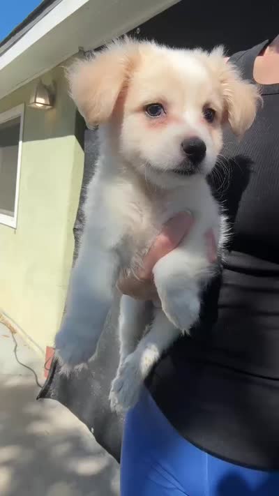 Maltipom mix puppy, a male Maltese and Pomeranian for sale in San Bernardino, CA – 5 of 6