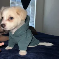 Maltipom mix puppy, a male Maltese and Pomeranian for sale in San Bernardino, CA – 2 of 6