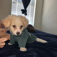 Maltipom mix puppy, a male Maltese and Pomeranian for sale in San Bernardino, CA – 3 of 6