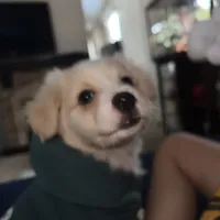 Maltipom mix puppy, a male Maltese and Pomeranian for sale in San Bernardino, CA – 4 of 6