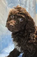 processed/fadee1fc-5f29-4fd8-92fd-aaad97012375/listing/4f9b05cc-ac87-4f45-9621-9bf27f6fa698/42771ed8-4934-4aed-8591-ea38a439191a