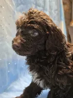 processed/fadee1fc-5f29-4fd8-92fd-aaad97012375/listing/4f9b05cc-ac87-4f45-9621-9bf27f6fa698/db97cf7c-32a4-4786-9fc4-d4d8a392cc06