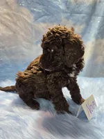 processed/fadee1fc-5f29-4fd8-92fd-aaad97012375/listing/72059317-63a4-435b-b2ac-551ff42e13b8/3abc233a-594c-4822-a305-f98cd1750a4a