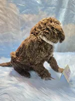 processed/fadee1fc-5f29-4fd8-92fd-aaad97012375/listing/72059317-63a4-435b-b2ac-551ff42e13b8/a1e24ae0-2a79-4986-93b4-f71802207231