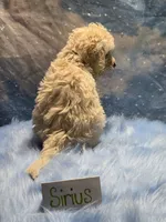 processed/fadee1fc-5f29-4fd8-92fd-aaad97012375/listing/75947cf6-022d-4153-a126-78b9d70b5b3f/3ce6c353-f8d9-4332-8bc0-b64eb99aabef