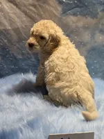 processed/fadee1fc-5f29-4fd8-92fd-aaad97012375/listing/8a21dfdc-d172-4ad7-b9c6-8eeccfec025b/a9234a79-d4c3-4390-bc6c-df7759e8482a