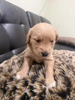 Golden , a male English Cream Golden Retriever for sale in Bayonne, NJ – 4 of 6