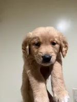 Golden , a male English Cream Golden Retriever for sale in Bayonne, NJ – 5 of 6