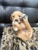 Golden , a male English Cream Golden Retriever for sale in Bayonne, NJ – 2 of 6