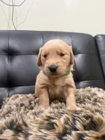 Golden , a male English Cream Golden Retriever for sale in Bayonne, NJ – 3 of 6