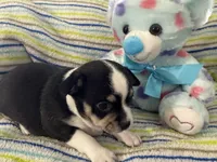 King George , a male Chihuahua for sale in Campbellsville, KY – 2 of 4