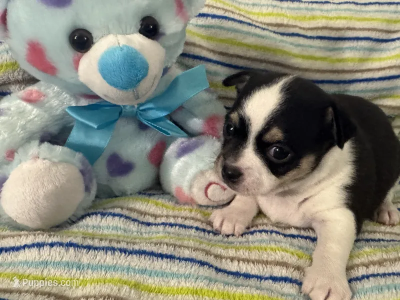 King George  – Chihuahua puppy for sale in Campbellsville, KY