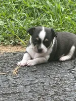King George , a male Chihuahua for sale in Campbellsville, KY – 3 of 4
