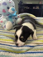King George , a male Chihuahua for sale in Campbellsville, KY – 4 of 4