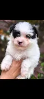 Rebel, a male Yorkshire Terrier and Maltipom for sale in Tyngsboro, MA – 2 of 2