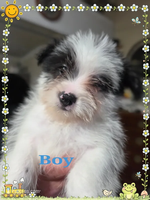 Rebel – Yorkshire Terrier, Maltipom puppy for sale in Tyngsboro, MA
