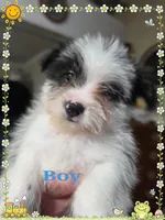 Oreo, a male Yorkshire Terrier and Maltipom for sale in Tyngsboro, MA – 7 of 8