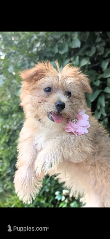 Ruby – Yorkshire Terrier, Maltipom puppy for sale in Tyngsboro, MA