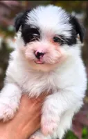 Oreo, a male Yorkshire Terrier and Maltipom for sale in Tyngsboro, MA – 4 of 8