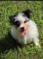 Oreo, a male Yorkshire Terrier and Maltipom for sale in Tyngsboro, MA – 2 of 8