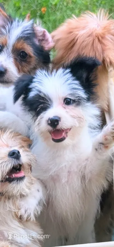 Rebel – Yorkshire Terrier, Maltipom puppy for sale in Tyngsboro, MA