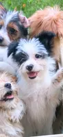 Oreo, a male Yorkshire Terrier and Maltipom for sale in Tyngsboro, MA – 3 of 8