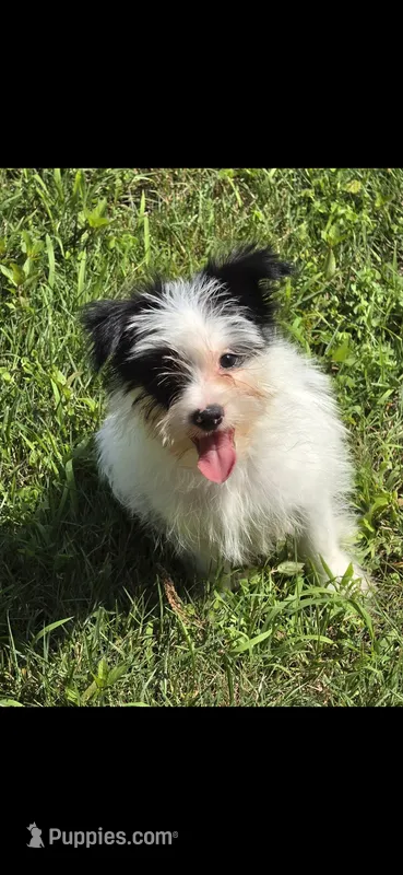 Rebel – Yorkshire Terrier, Maltipom puppy for sale in Tyngsboro, MA