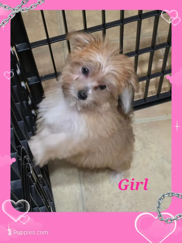 Ruby – Yorkshire Terrier, Maltipom puppy for sale in Tyngsboro, MA