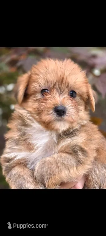 Rascal – Yorkshire Terrier, Maltipom puppy for sale in Tyngsboro, MA
