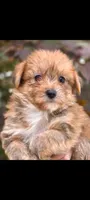 Rascal, a male Yorkshire Terrier and Maltipom for sale in Tyngsboro, MA – 1 of 2