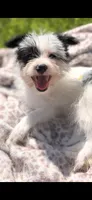 Oreo, a male Yorkshire Terrier and Maltipom for sale in Tyngsboro, MA – 8 of 8