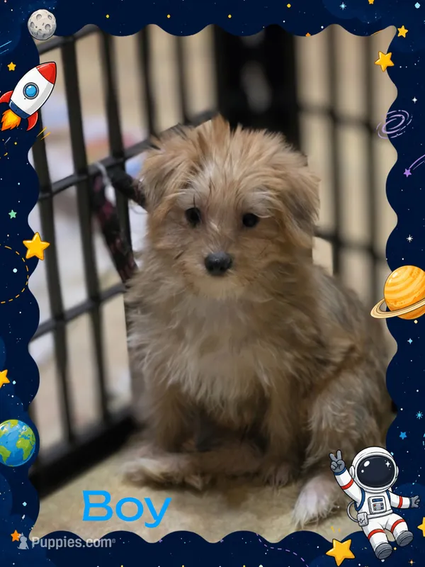 Rascal – Yorkshire Terrier, Maltipom puppy for sale in Tyngsboro, MA