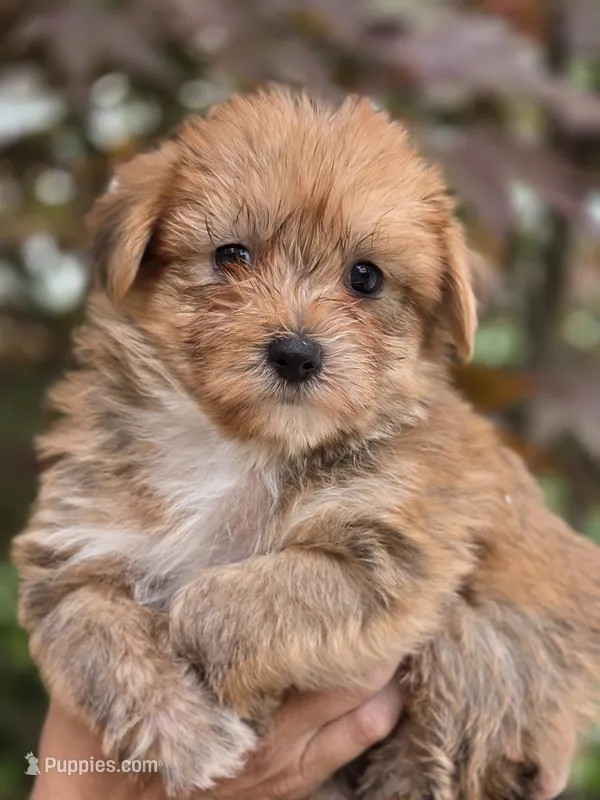 Ruby – Yorkshire Terrier, Maltipom puppy for sale in Tyngsboro, MA