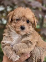 Ruby, a female Yorkshire Terrier and Maltipom for sale in Tyngsboro, MA – 1 of 2