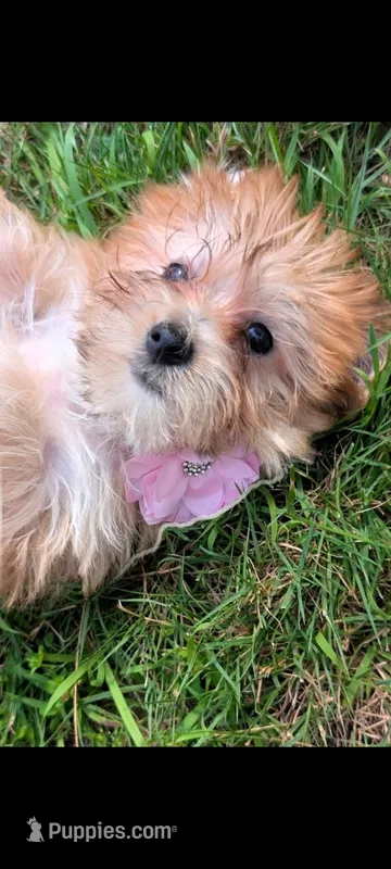 Ruby – Yorkshire Terrier, Maltipom puppy for sale in Tyngsboro, MA