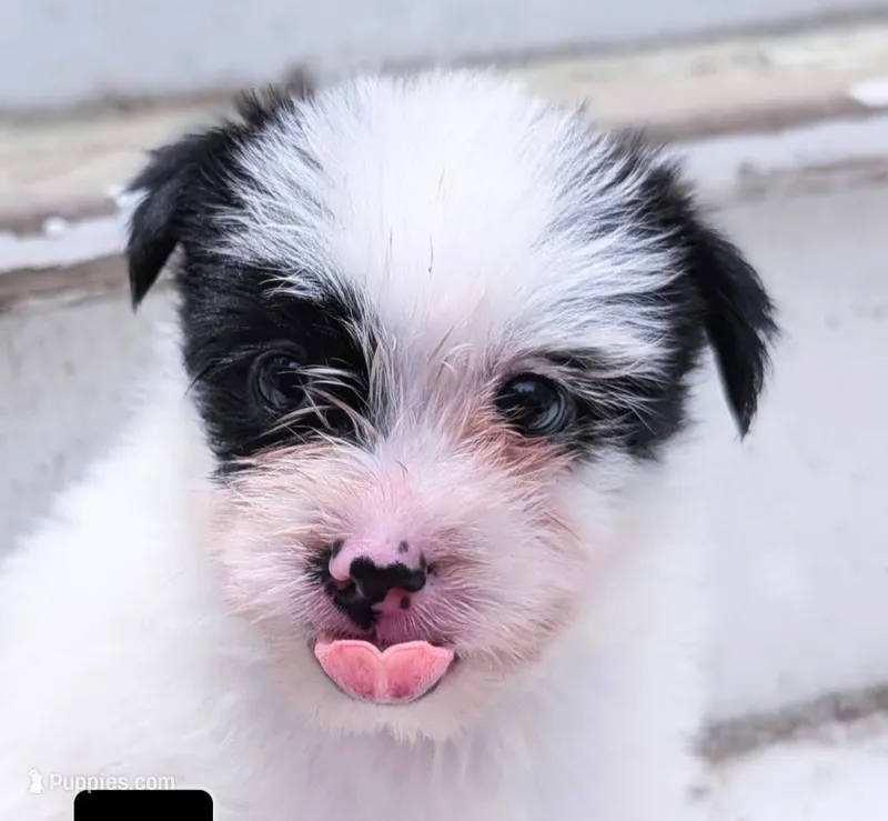 Rebel – Yorkshire Terrier, Maltipom puppy for sale in Tyngsboro, MA