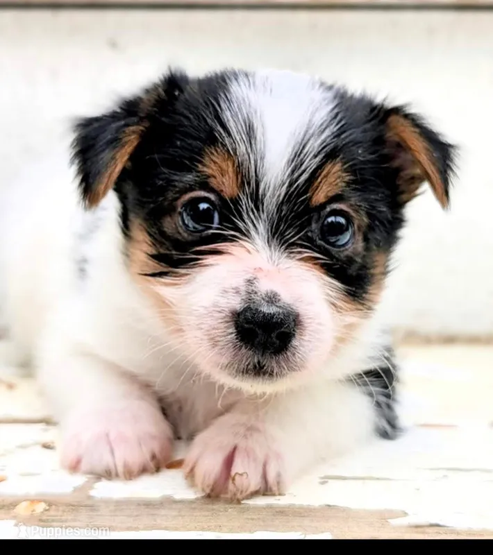 Rudy – Yorkshire Terrier, Maltipom puppy for sale in Tyngsboro, MA