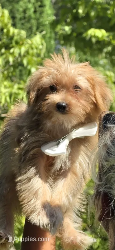 Rascal – Yorkshire Terrier, Maltipom puppy for sale in Tyngsboro, MA