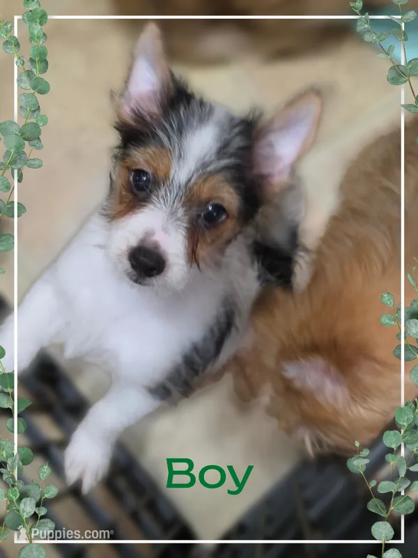 Rudy – Yorkshire Terrier, Maltipom puppy for sale in Tyngsboro, MA