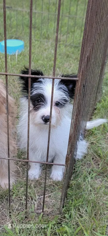 Oreo – Yorkshire Terrier, Maltipom puppy for sale in Tyngsboro, MA