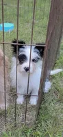 Oreo, a male Yorkshire Terrier and Maltipom for sale in Tyngsboro, MA – 1 of 8