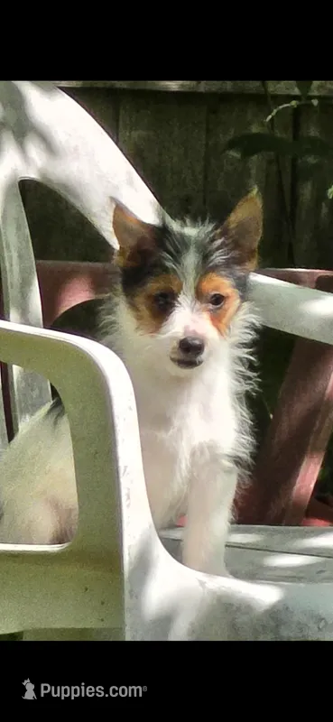 Rudy – Yorkshire Terrier, Maltipom puppy for sale in Tyngsboro, MA