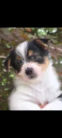 Rudy, a male Yorkshire Terrier and Maltipom for sale in Tyngsboro, MA – 2 of 2